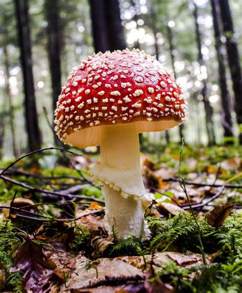 These 21 Images Of Wild Mushrooms Will Leave You Mesmerized