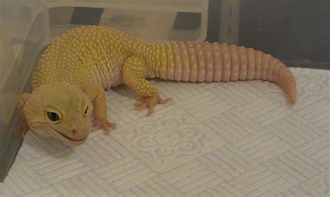Se England Female Leopard Gecko Pet Home Only Reptile Forums