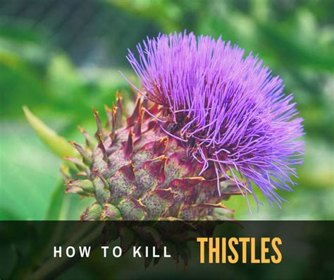 How To Kill Thistle In Your Garden Step By Step Guide Sumo Gardener