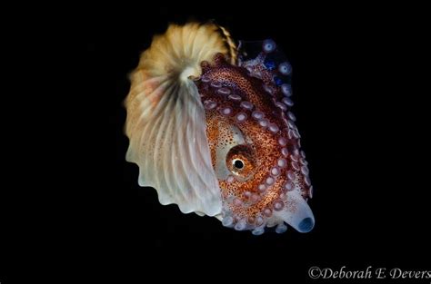 Paper Nautilus Mollusca Cccp Nautilus Ocean Life Sea Creatures