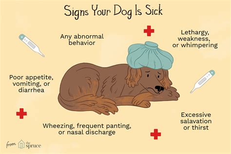 How to tell if a cat is in pain? Signs of Illness in Dogs