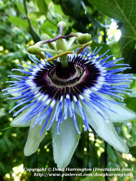 Indoor flowering plants, climbing plant, blue perennial flowers, unique plants. Hardy, blue passion flower vine in my garden, love these ...