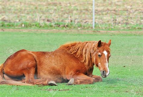 How To Get Rid Of Wind Puffs On Horses Proven Strategies For A