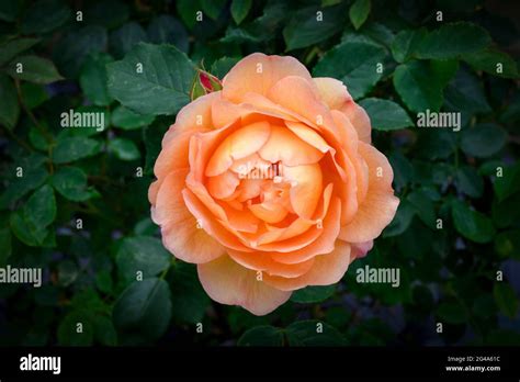Large Single Orange Rose Flower In Full Bloom Stock Photo Alamy