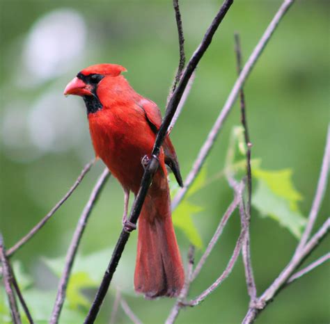 Red Cardinal The Iconic Bird Of North America Red Animals