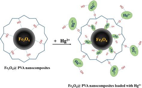 Simplified Mechanism For Adsorption Of Hg²⁺ Onto Fe3o4pva