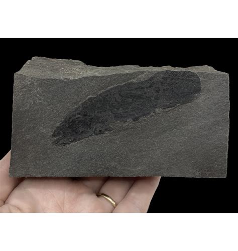 Fossils For Sale Fossils Early Devonian Lungfish Fossil