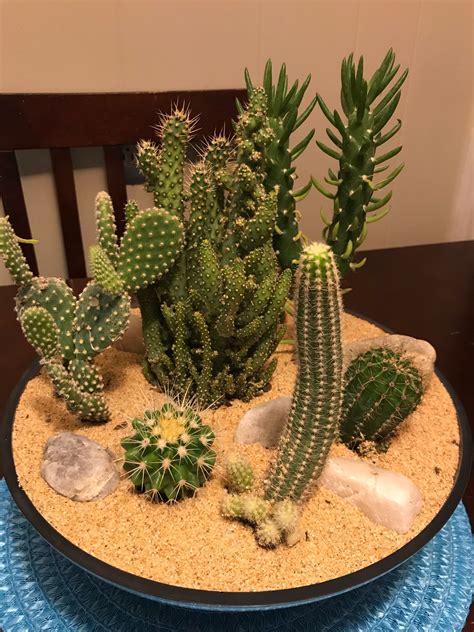Plantas ️ ️ ️ ️ ️ Mini Cactus Garden Cactus House Plants Succulent