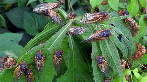 Cicadas 2021 Billions Of Brood X Bugs Set To Emerge In Eastern Us Cnn