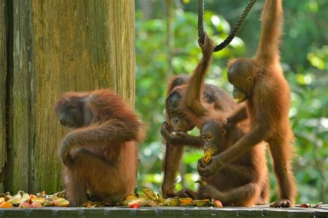 It swings by its arms when travelling through trees, but proceeds on all fours on the ground. Orang Oetans Sepilok - rondreis Borneo - Puur Azië - Puur Azië