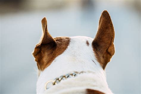 9 Reasons Why Do Dogs Put Their Ears Back