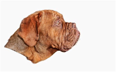 Drooling Dogue De Bordeaux Stock Photos Free And Royalty Free Stock
