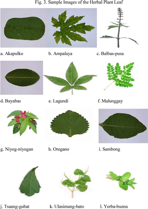 Herbal Medicine Plant In The Philippines