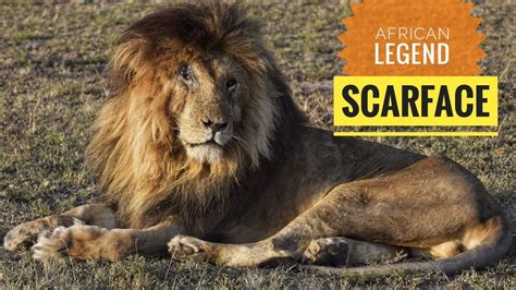 Scarface, one of the most iconic and celebrated lion in maasai mara game reserve has died. Scarface.. African legend / Masai Mara lions - YouTube