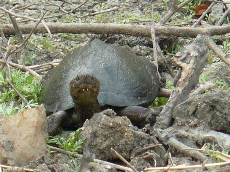 East African Black Mud Turtle Project Noah