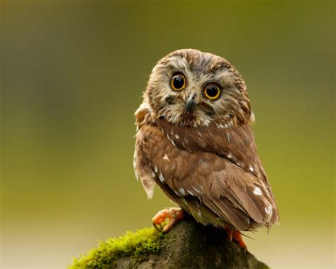 Hal unik lainnya ialah burung hantu bisa memutar kepala sampai 135 derajad. 10 Gambar Burung Hantu