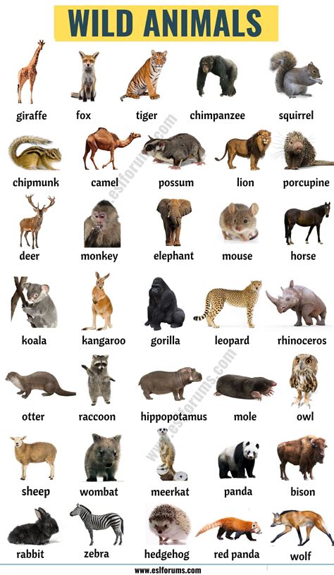Wild Animals List Of 45 Wild Animals Names In English Animals Name
