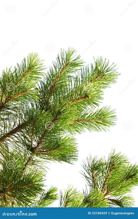 Macro Photo Of Pine Tree Branch Isolated Stock Image Image Of