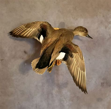 Gadwall Mount Gadwall Drake Duck Mounts Texas Waterfowl Taxidermy