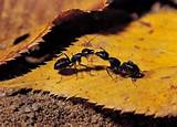 Kill Flying Carpenter Ants Photos