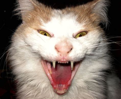Scary Cat Yawn Scary Cat Cat Yawning Funny Cat Pictures