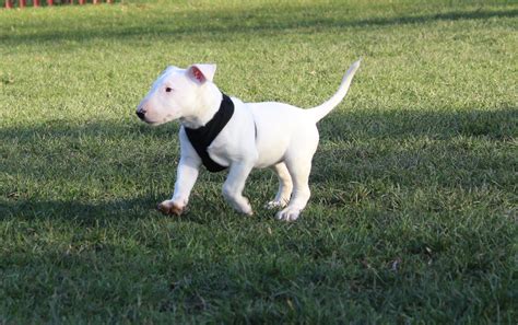 Stunning White English Bull Terrier Puppy For Sale English Bull