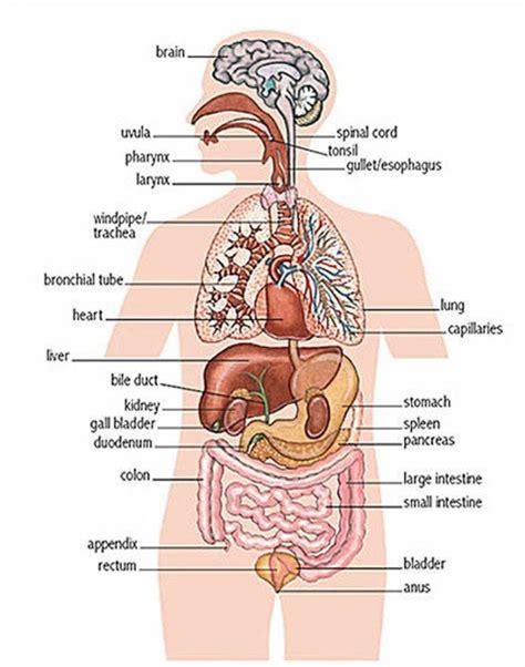 Relative location in the anatomical position : Internal Organs Anatomy Diagram Diagram Of Organs In Body ...