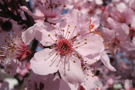 Flowering Cherry Tree Pink Blossoms Creation Light Photography