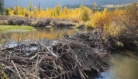 Beaver Dam In Autumn A Beaver Dam Blocks A Tributary Of Th Flickr