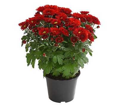 Maybe you would like to learn more about one of these? Garten-Chrysantheme : Dehner Garten Center