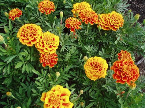 Calendula and marigolds belong to the same family, so many of the same properties that calendula has, marigolds do as well. Natural Mosquito Repellent Ideas for Your Outdoor Space