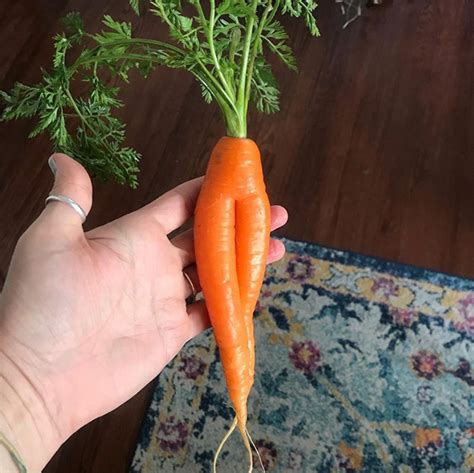 world s greatest gallery of seductive carrots camtrader