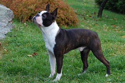 Brindle Boston Terrier For Sale Petsidi