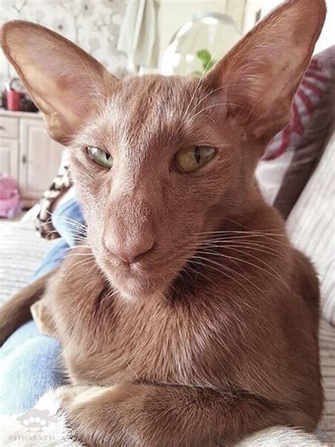 Origins, colors, price, health issues, nutrition. Oriental Shorthair Cats Look Like Egyptian Gods