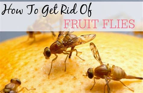 This article will help you identify and understand everything you need to know about cluster flies and what are the top remedies to get rid of them. Tips on Getting Rid of Fruit Flies with Rubbing Alcohol ...