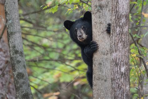 Bear Cub In Tree Sean Crane Photography