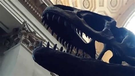 Allosaurus In The American Museum Of Natural History Youtube