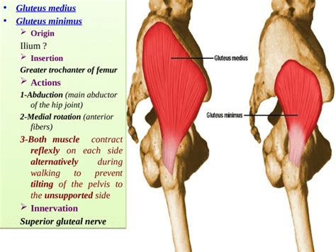 Gluteal Region Skin And Fascia Of The Gluteal Region