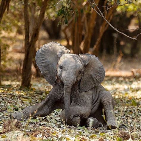 Pretty Pachyderms Baby Animals Elephants Photos Elephant