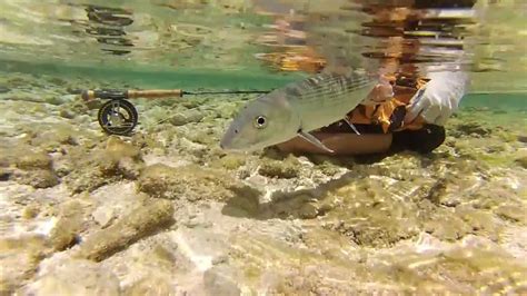 Fly Fishing For Life Bonefish Youtube