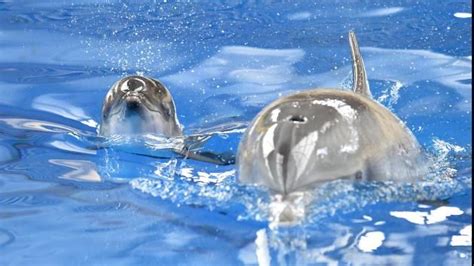 Dolphin Born At Chicago Area Zoo Dies Unexpectedly Dolphins