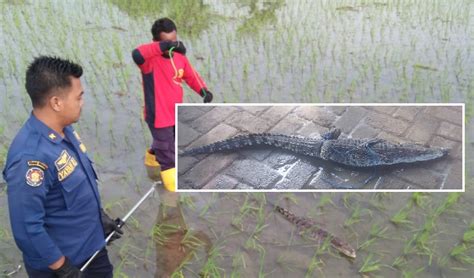 Bojonegoro — bupati bojonegoro, anna muawanah kembali membuat kebijakan baru. Edaran Bupati Bojonegoro Tentang Seragam Asn / Masa ...