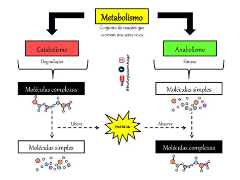 Metabolismo Catabolismo X Anabolismo Esquemas Biologia Docsity