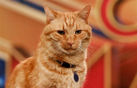 Captain Marvel Goose Cat Hollywood Interview