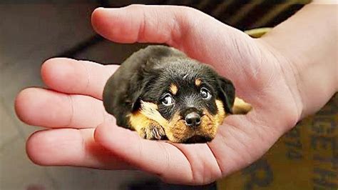 Smallest Full Grown Dog In The World Photos All Recommendation