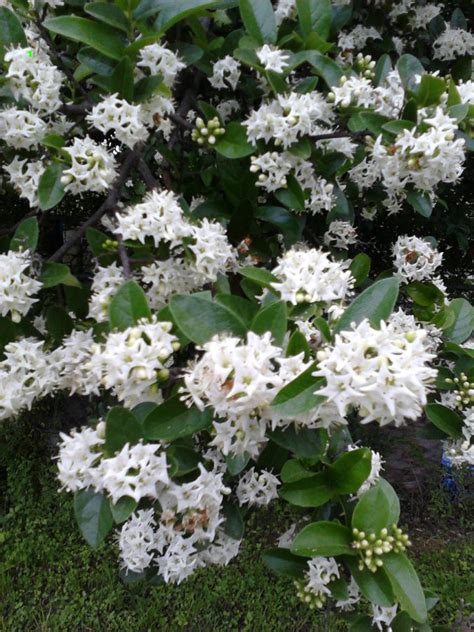 Tree With Tiny White Flowers Flowers Forums