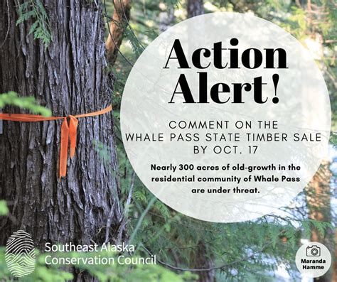 Comment Now On The Whale Pass Timber Sale Southeast Alaska