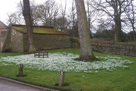 Snowdrops At The Yews Long Lane Terry Robinson Geograph