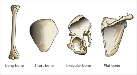 Los 5 Tipos De Huesos Según Su Forma Estructura O Función