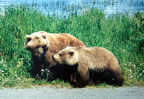 Filea Mother And A Cub Bears Wikimedia Commons